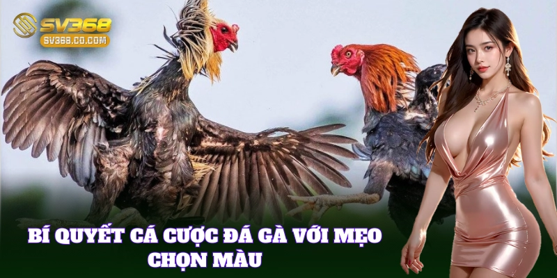 Mẹo Chọn Gà Đá Theo Màu SV368 – Bí Kíp Chọn Màu Gà Hợp Kèo